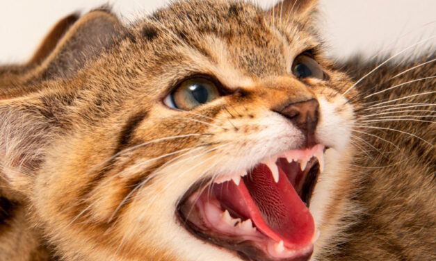 Sacrifican a gatos por consumir comida para mascotas contaminada con gripe aviar