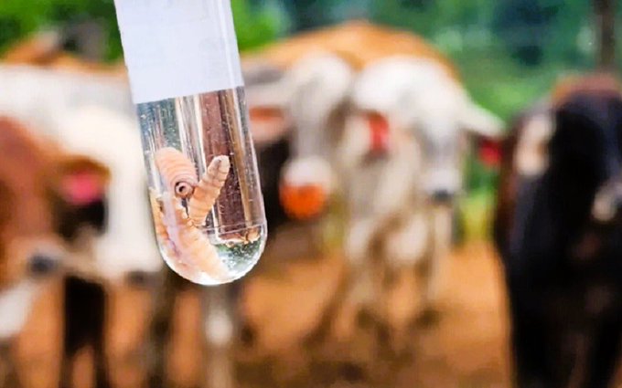 Alerta zoosanitaria por el riesgo de propagación del gusano barrenador en El Salvador