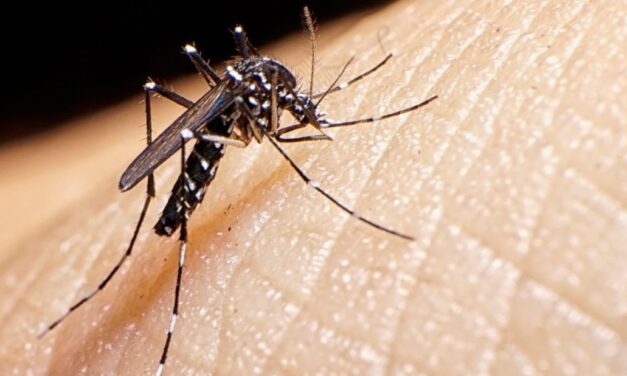 1.000 casos de dengue en el periodo inter epidémico en Paraguay