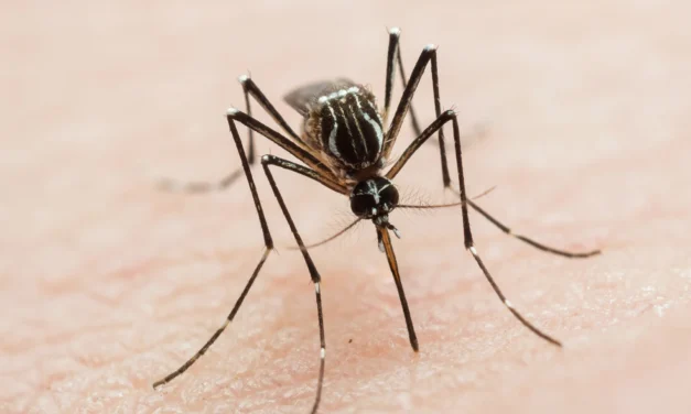Alerta por aumento de casos de dengue en Argentina