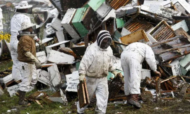 Caos en Washington tras accidente que liberó millones de abejas