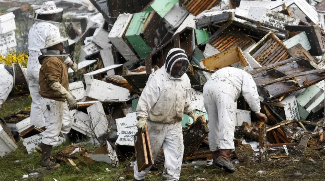 Caos en Washington tras accidente que liberó millones de abejas