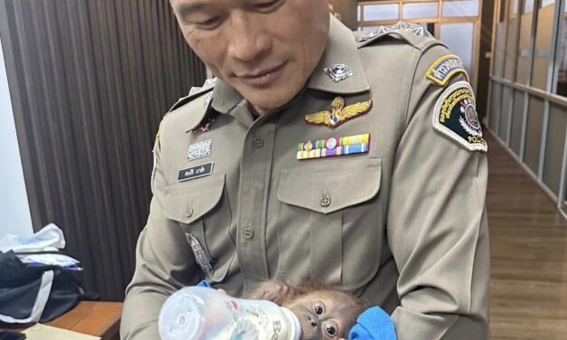 Rescatan cría de orangután de manos de un contrabandista en Tailandia