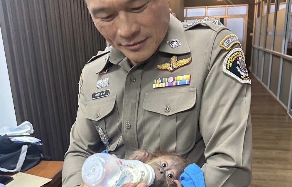 Rescatan cría de orangután de manos de un contrabandista en Tailandia