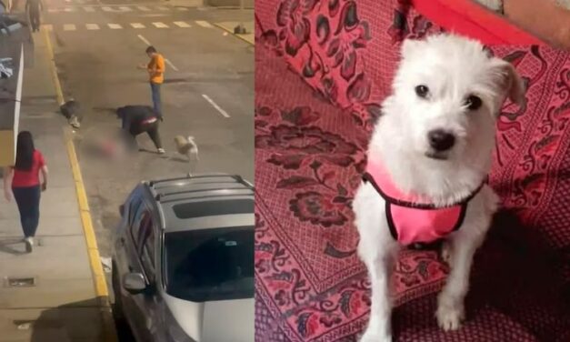Hombre mató a una pequeña perra azotándola contra el asfalto en Perú