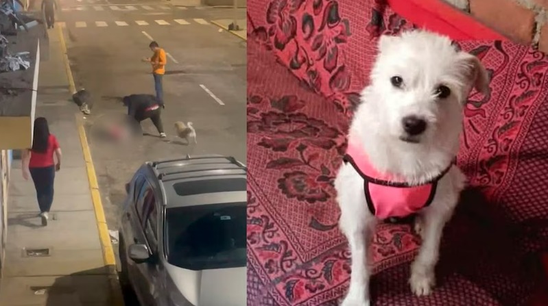 Hombre mató a una pequeña perra azotándola contra el asfalto en Perú