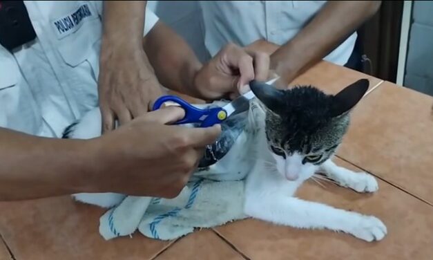 Policías atrapan a gato con droga pegada al cuerpo en cárcel de Costa Rica