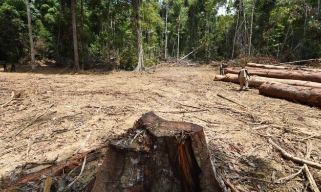 Deforestación en la Amazonía brasileña aumentó un 9.1%