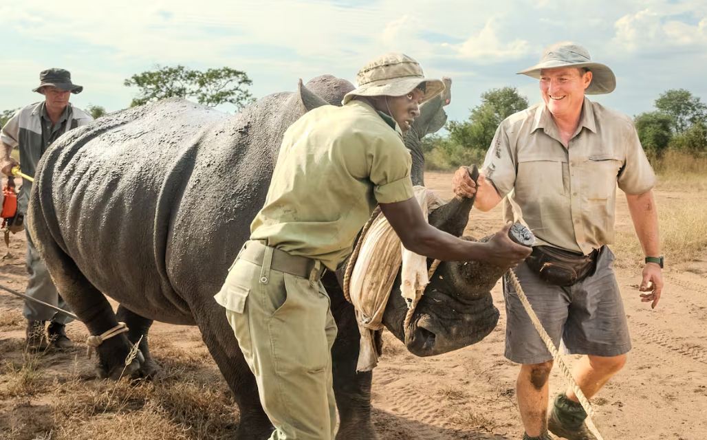 Rinoceronte blanco fue reintroducido con éxito en Zimbabue