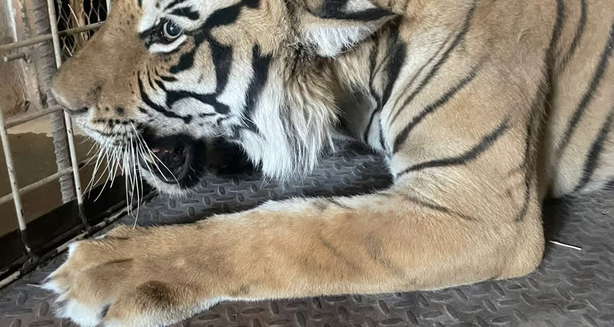 Rescatan a un tigre que se encontraba viviendo en un predio sin agua y sin comida en México