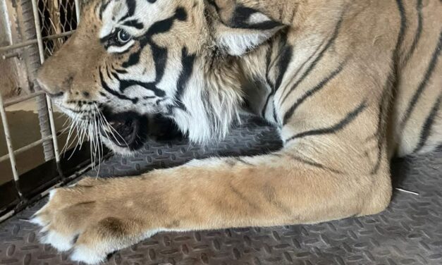Rescatan a un tigre que se encontraba viviendo en un predio sin agua y sin comida en México
