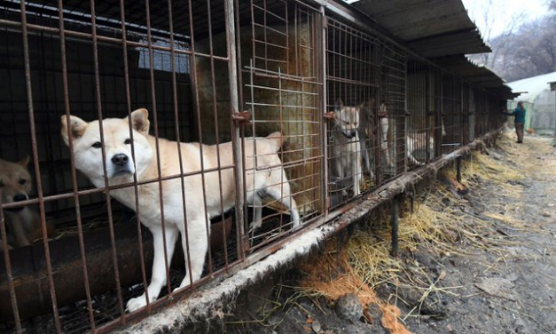 ¿Qué harán con medio millón de perros tras prohibir el consumo de su carne en Corea del Sur?
