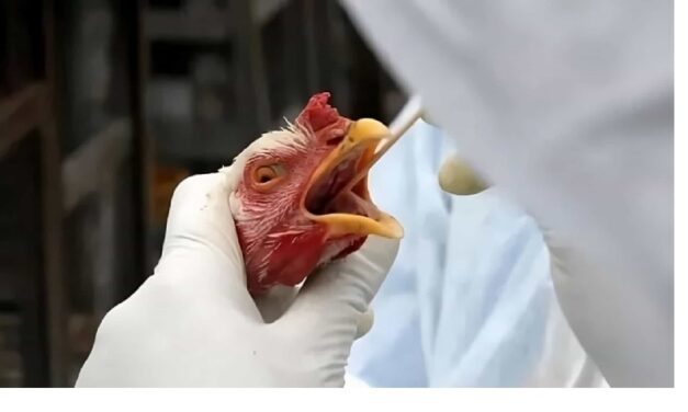 Brasil contiene brote de gripe aviar