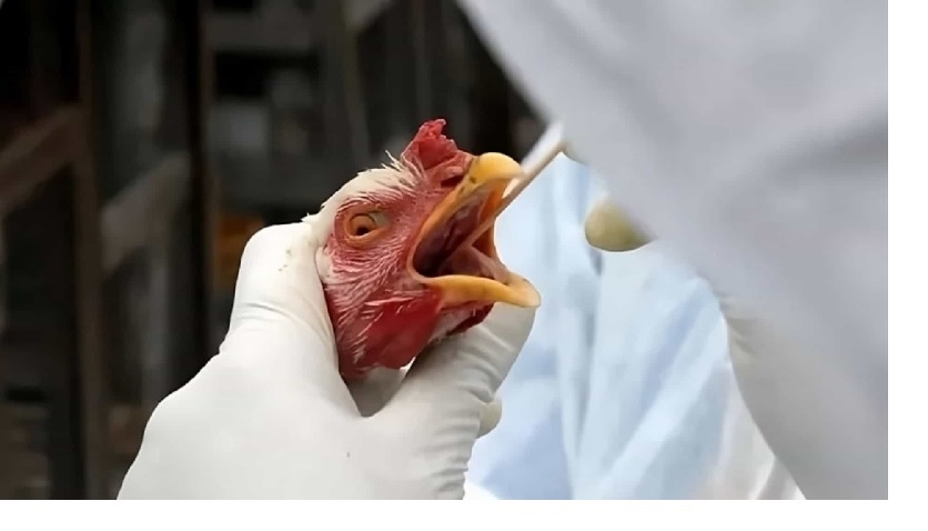 Brasil contiene brote de gripe aviar