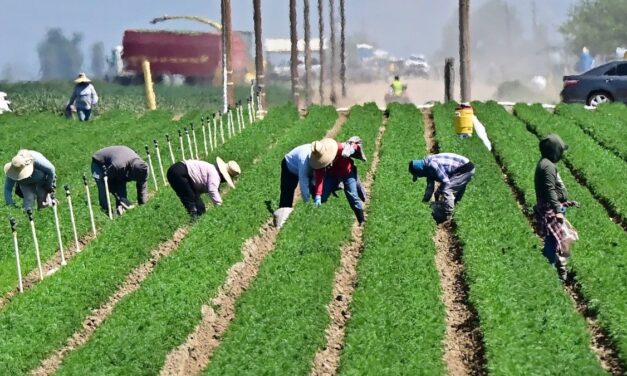 Trump propone protección para migrantes en agricultura y hotelería mientras aumentan las redadas