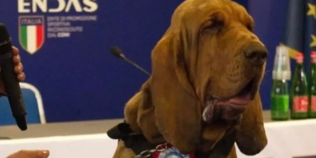 Matan a perro policía con salchichas rellenas de clavos en Italia