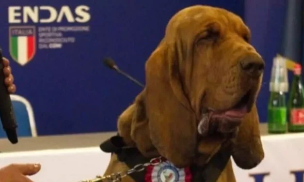 Matan a perro policía con salchichas rellenas de clavos en Italia