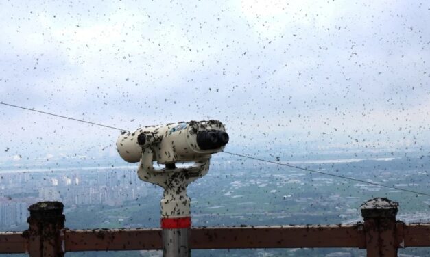 «Chinches del Amor» provocan caos en Corea del Sur