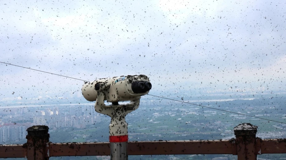 «Chinches del Amor» provocan caos en Corea del Sur
