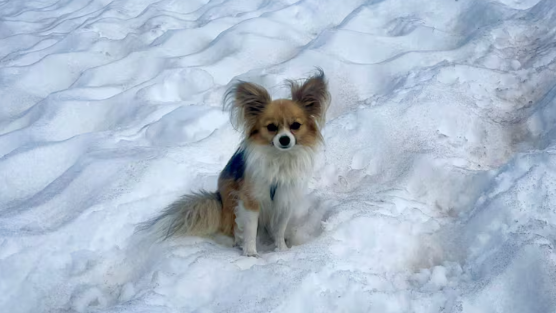 Un chihuahua ayudó a rescatistas a encontrar a un hombre