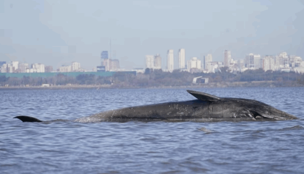 Investigan la muerte de una ballena en las costas de Buenos Aires, Argentina