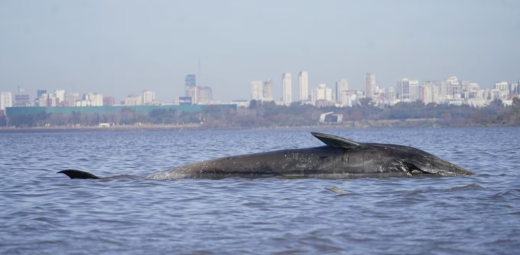 Investigan la muerte de una ballena en las costas de Buenos Aires, Argentina