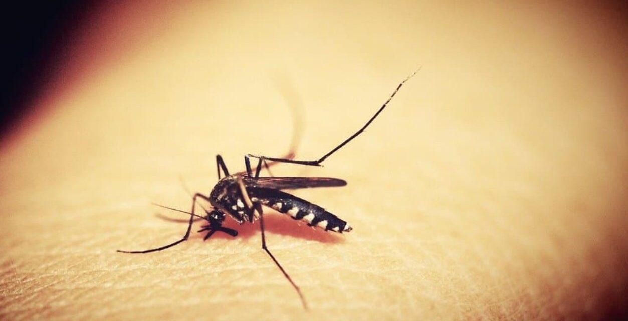 OMS declara a Surinam libre de Malaria
