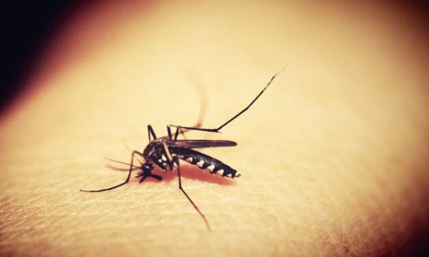 OMS declara a Surinam libre de Malaria
