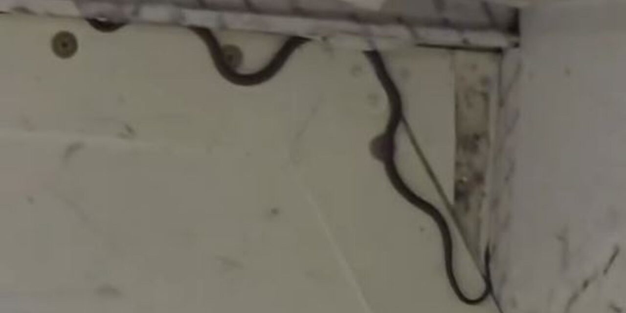 Serpiente retrasa un vuelo en Australia