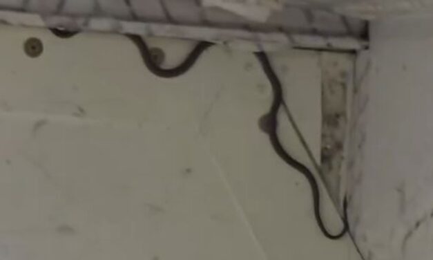 Serpiente retrasa un vuelo en Australia