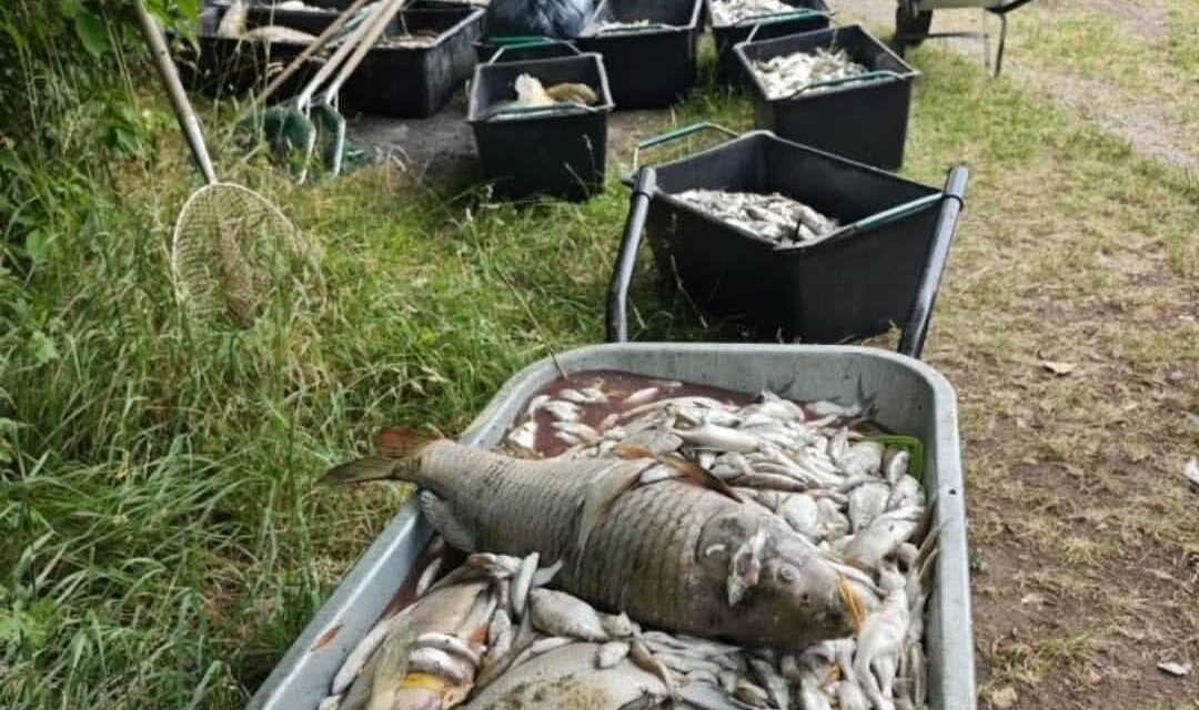 Ola de calor mata a miles de peces en República Checa