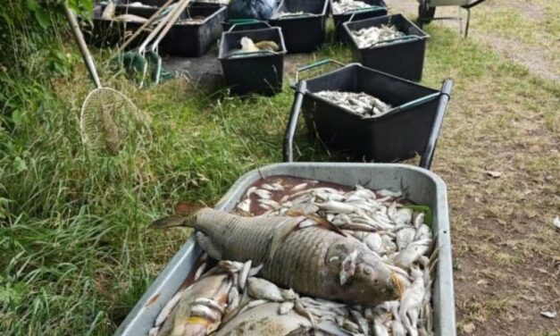 Ola de calor mata a miles de peces en República Checa