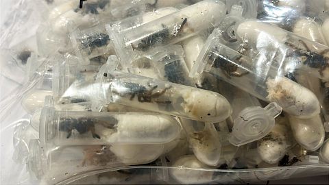 Descubren 1,500 crías de tarántula ocultas en cajas de pastel en aeropuerto de Alemania