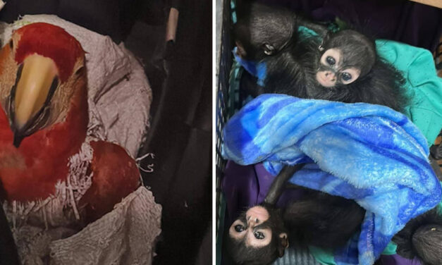 Capturan a sujeto que traficaba 9 monos araña y 8 guacamayas en Chiapas, México