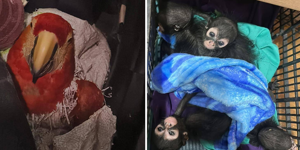 Capturan a sujeto que traficaba 9 monos araña y 8 guacamayas en Chiapas, México