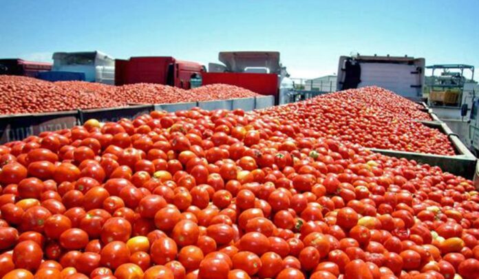 Entra en vigencia el impuesto del 17% a los tomates de México
