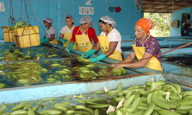 Deportaciones masivas golpean la producción de bananas en Republica Dominicana