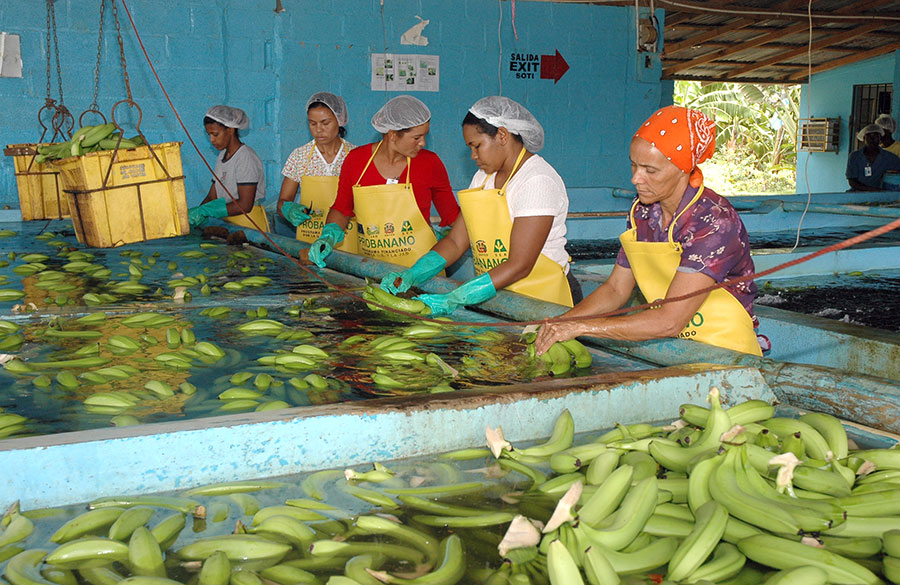 Deportaciones masivas golpean la producción de bananas en Republica Dominicana