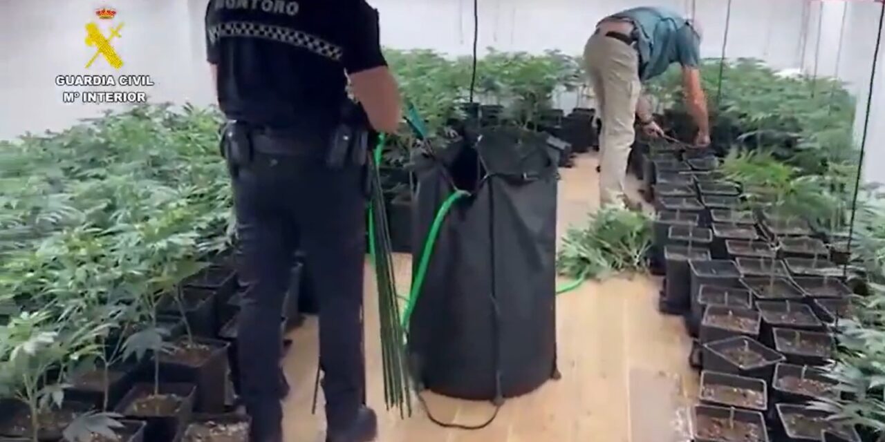 Desmantelan tres plantaciones ilegales de marihuana en España