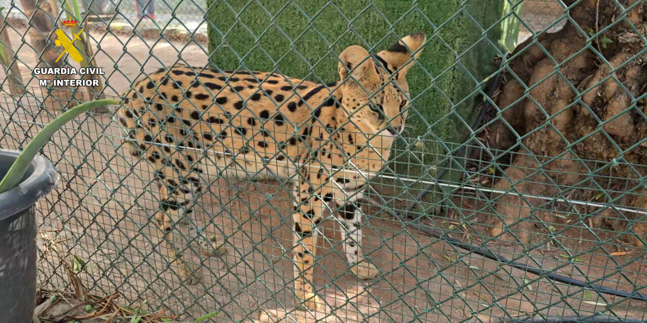 Desmantelan un zoológico privado clandestino con más de 150 animales exóticos en Castellón, España
