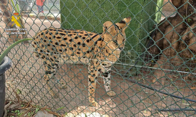 Desmantelan un zoológico privado clandestino con más de 150 animales exóticos en Castellón, España