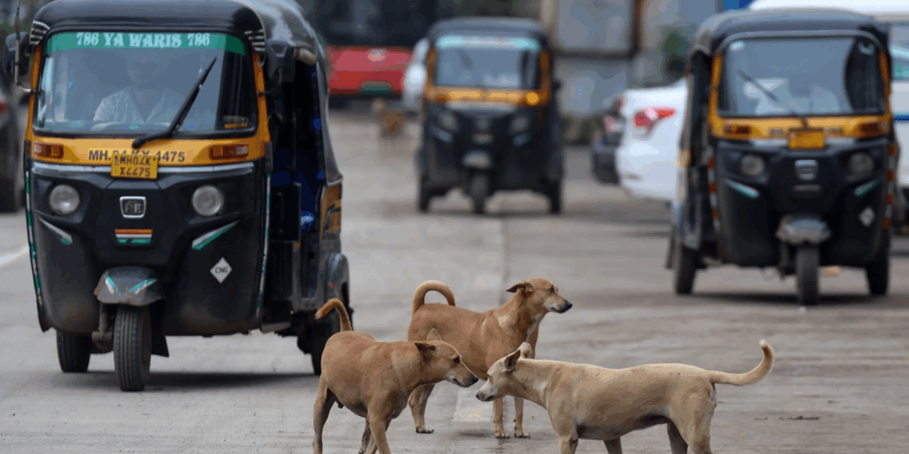 India cambia fallo y permite que los perros callejeros sigan en las calles
