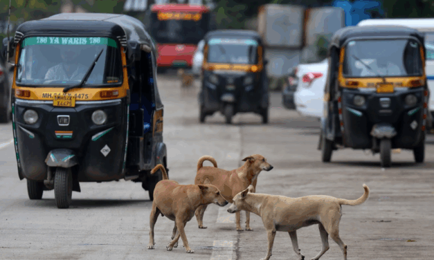 India cambia fallo y permite que los perros callejeros sigan en las calles