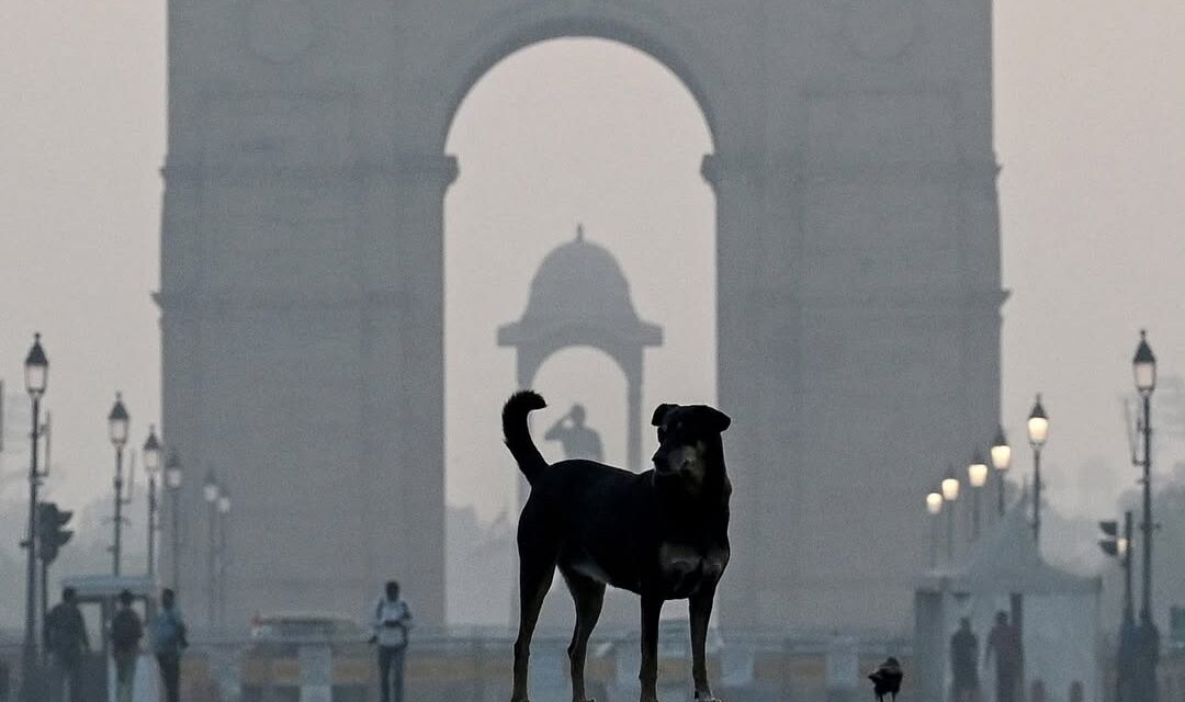 Corte Suprema india ordenó la captura de decenas de miles de perros callejeros en la capital