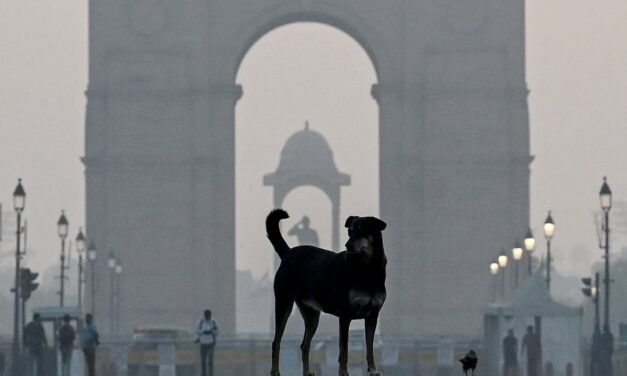 Corte Suprema india ordenó la captura de decenas de miles de perros callejeros en la capital