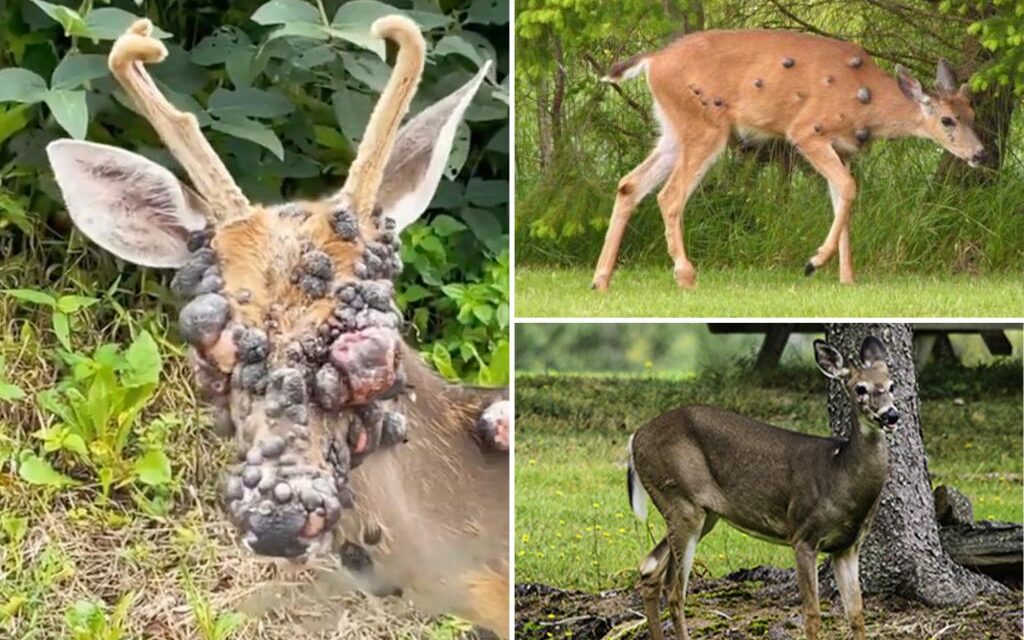 Aumentan los casos de animales parecidos a zombies en EE. UU.