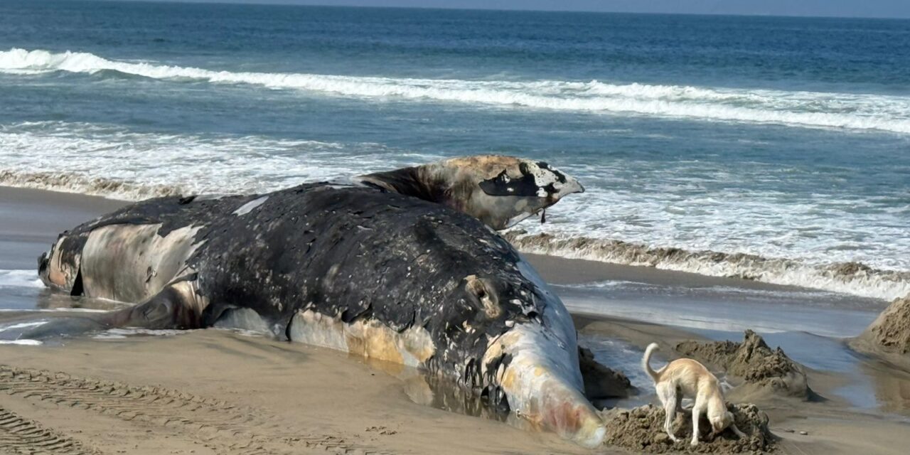 Ballena aparece en la costa de Tijuana, México