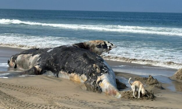 Ballena aparece en la costa de Tijuana, México