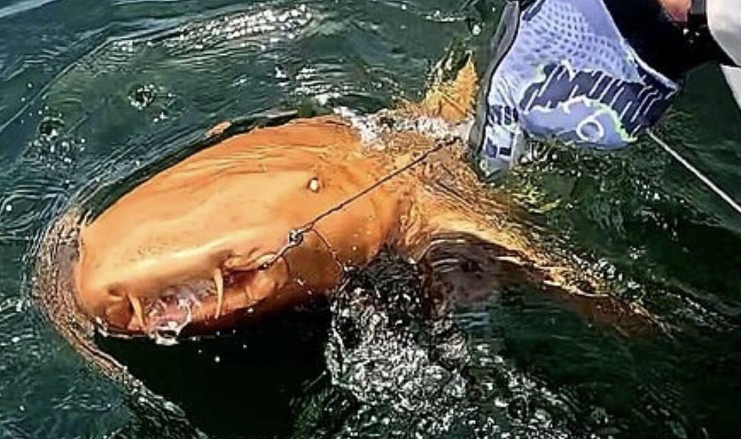 Tiburón naranja con ojos blancos fue descubierto en Costa Rica
