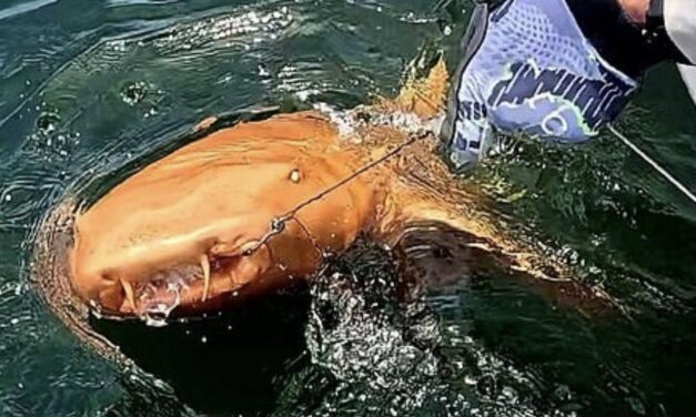 Tiburón naranja con ojos blancos fue descubierto en Costa Rica